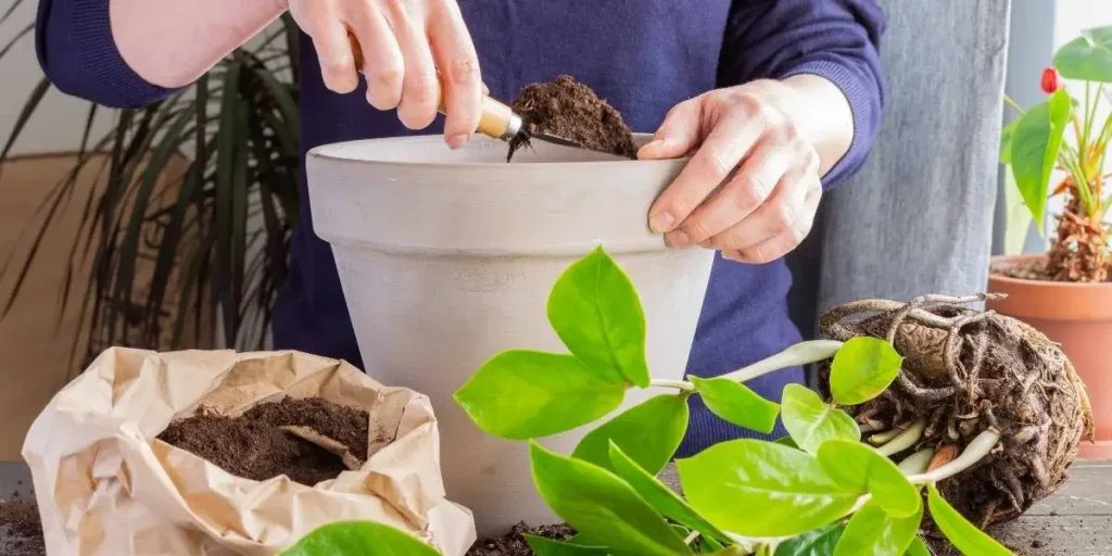 Best soil for ZZ plant being added during repotting using a well-draining potting mix