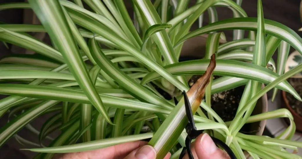 Trimming brown tips off a variegated spider plant leaf with scissors