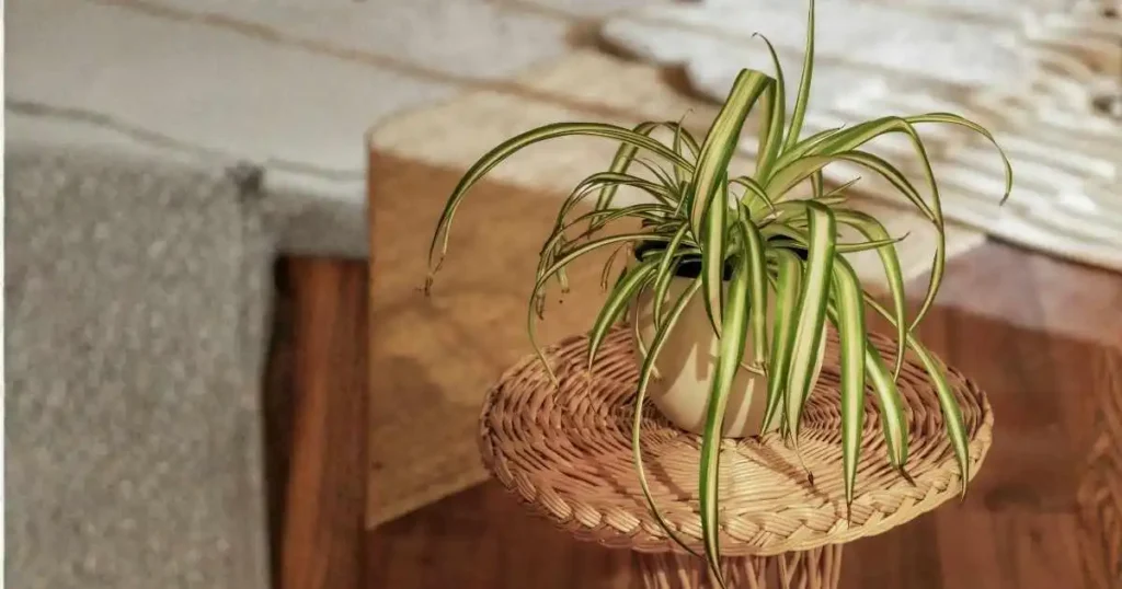 Variegated spider plant in bright sunlight with dry leaf tips