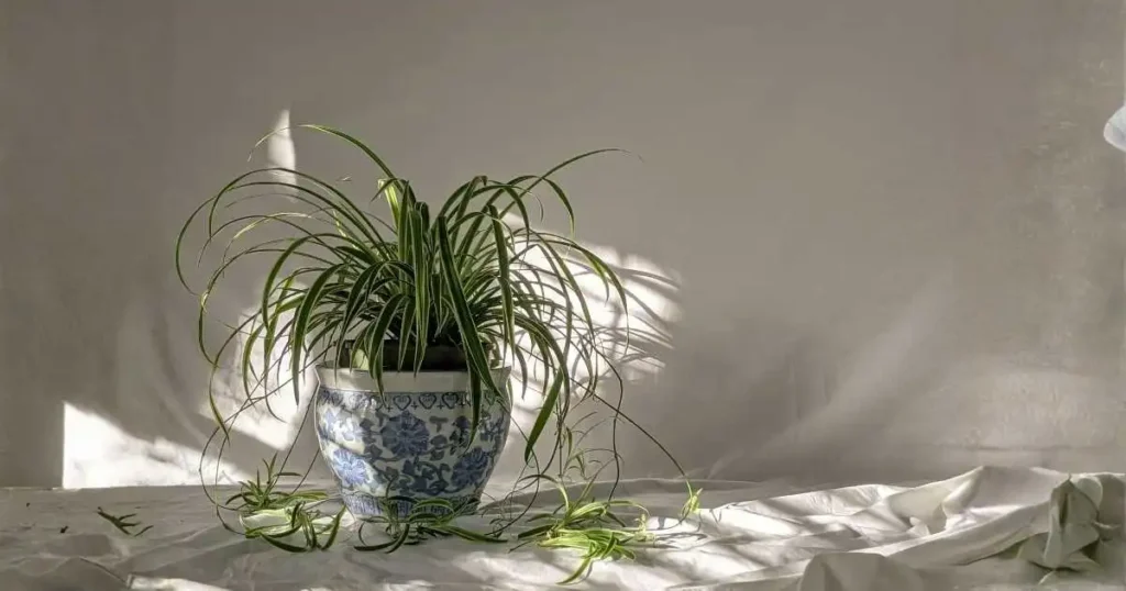 Spider plant with runners and spiderettes growing in bright natural light