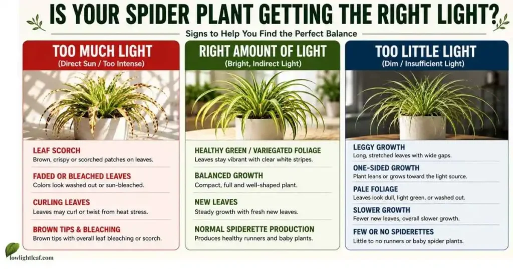 Spider plant light signs comparing too much light, the right amount of light, and too little light