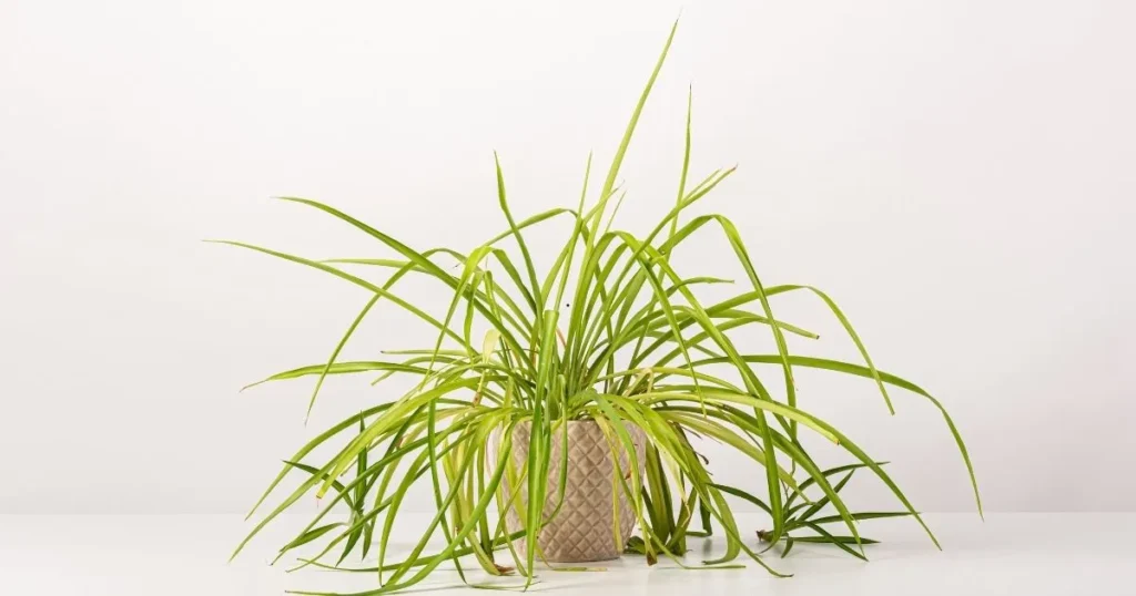 Spider plant with yellowing leaves in a pot