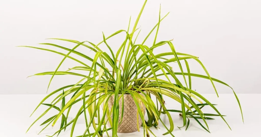 Spider plant with yellowing leaves and slight brown tips in a ceramic pot