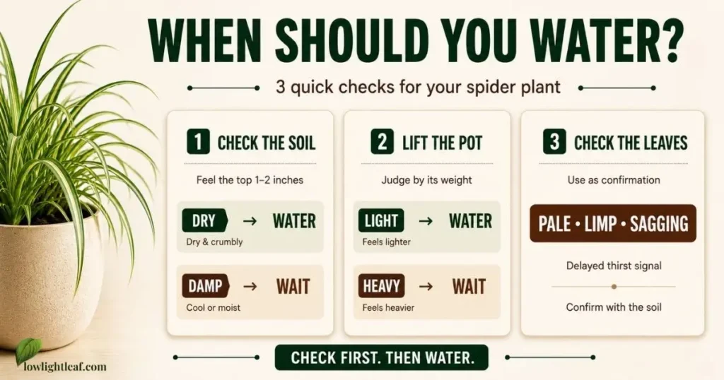 Infographic showing three ways to tell when a spider plant needs water: check the soil, lift the pot, and check the leaves