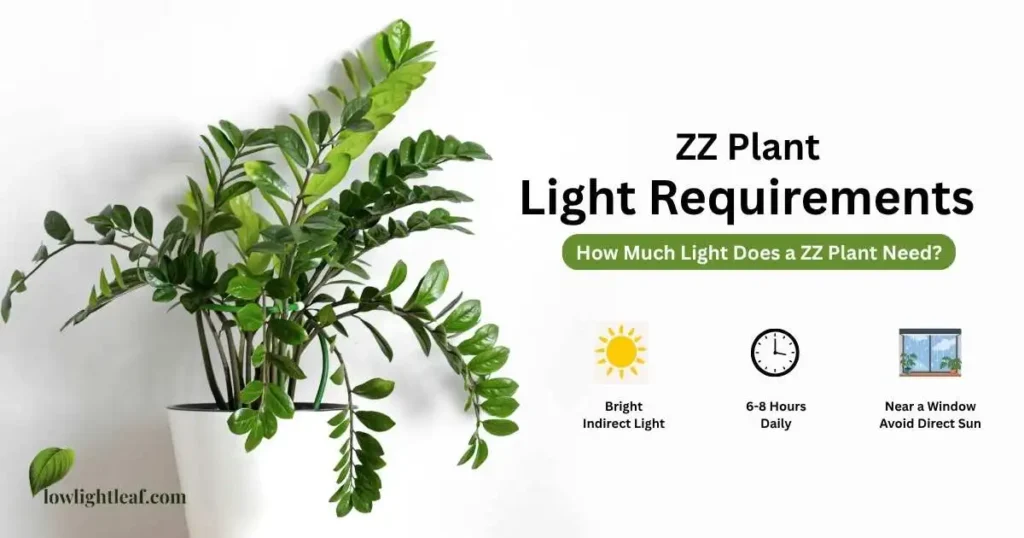 ZZ plant light requirements showing bright indirect light, 6–8 hours of daily light, and placement near a window away from direct sun