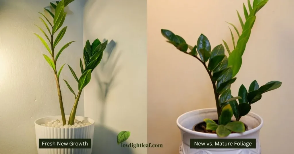 Light green new growth on a ZZ plant compared with mature dark green leaves