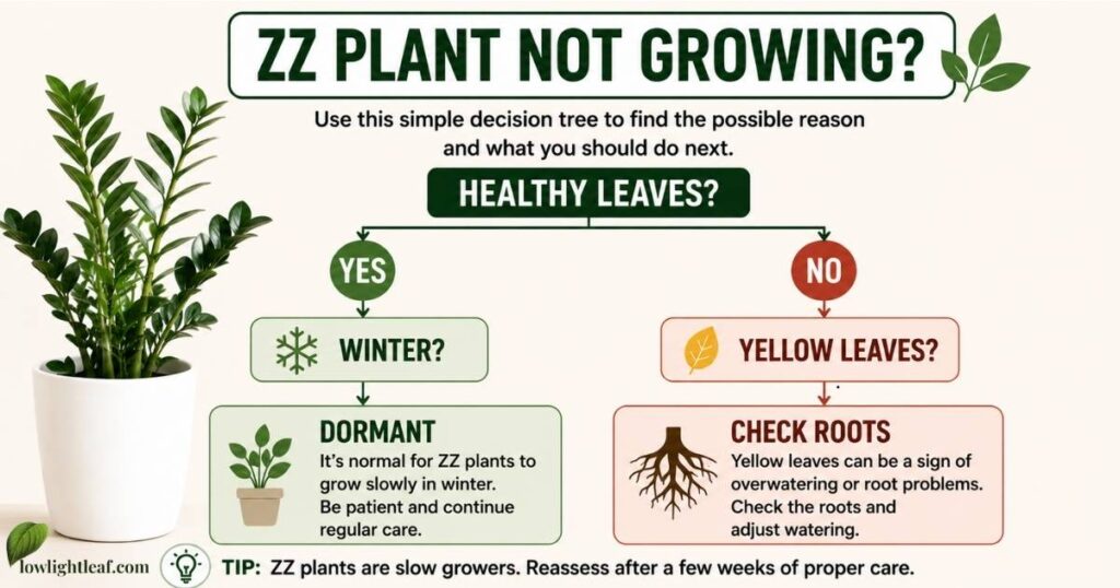 ZZ plant not growing decision tree showing how healthy leaves, winter dormancy, yellow leaves, and root problems help identify the cause