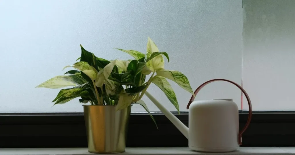 Pothos plant beside a watering can for proper watering