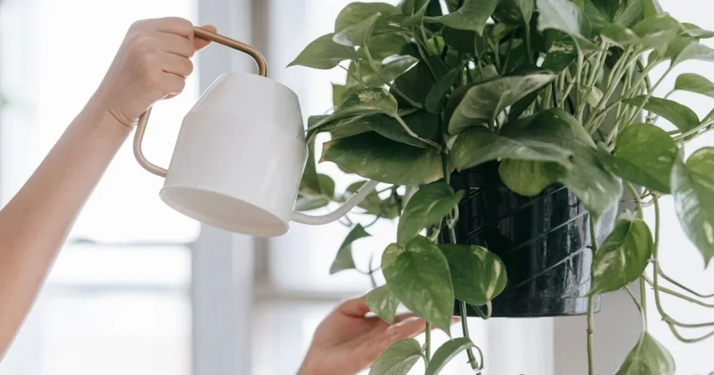 Person watering a Pothos plant with a watering can