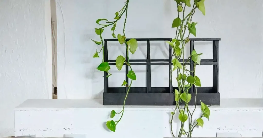 Pothos plant with sparse vines and yellow-green leaves