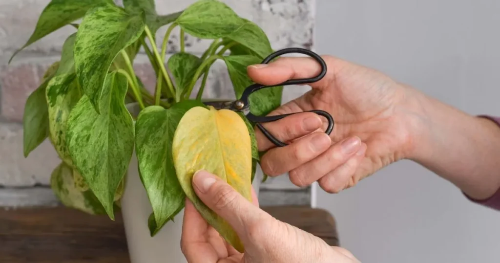Pothos plant with a yellow leaf being removed