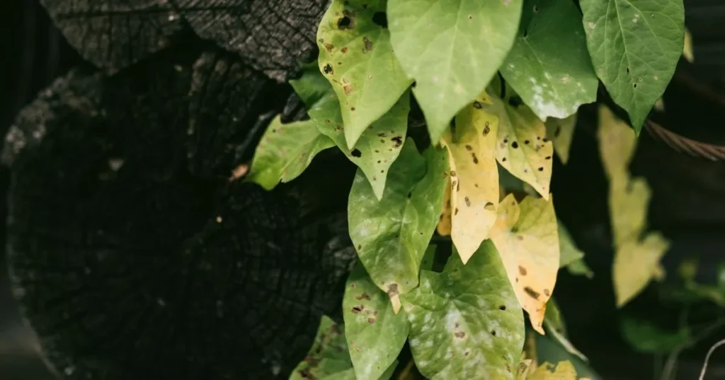 Pothos leaves turning yellow with brown spots