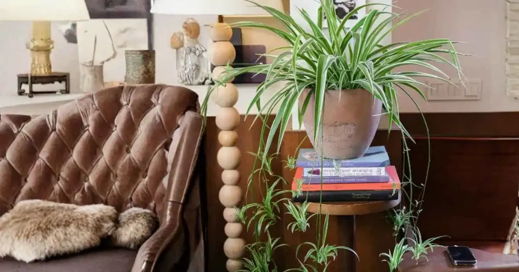 Healthy spider plant with multiple spiderettes growing from the parent plant