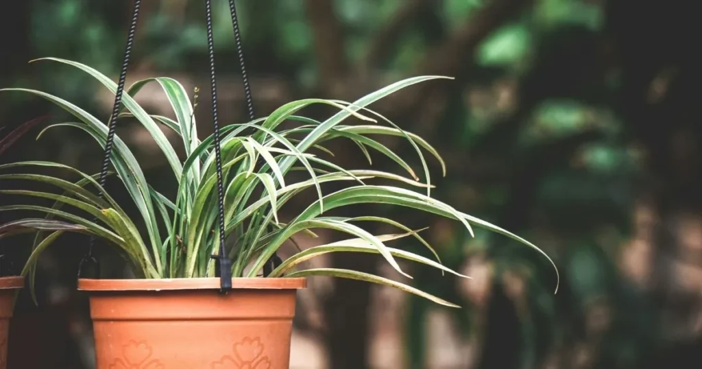 Spider plant with sparse growth in a hanging pot