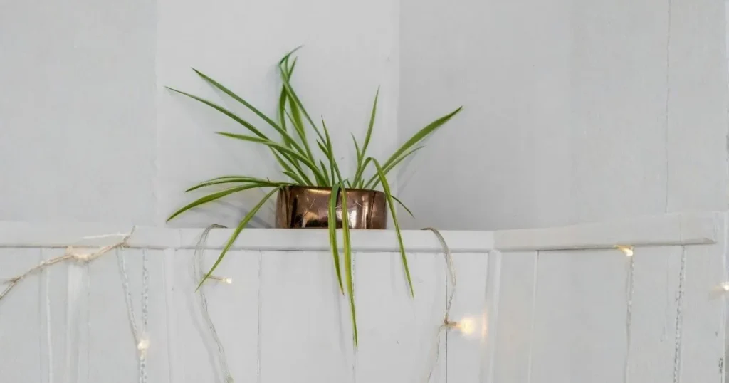 Spider plant with sparse, thin growth and few leaves