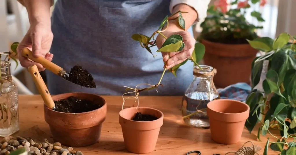 Pothos plant being repotted into fresh potting soil
