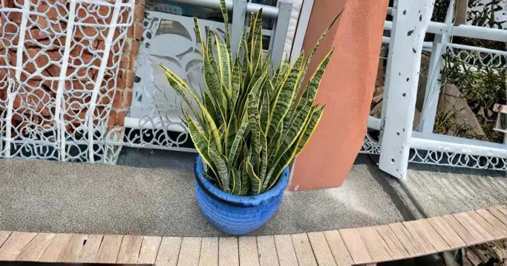 Laurentii snake plant growing outdoors in a container