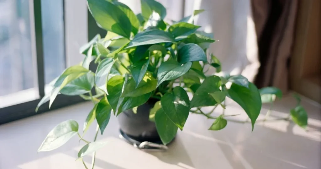 Pothos plant growing in bright indirect light near a window