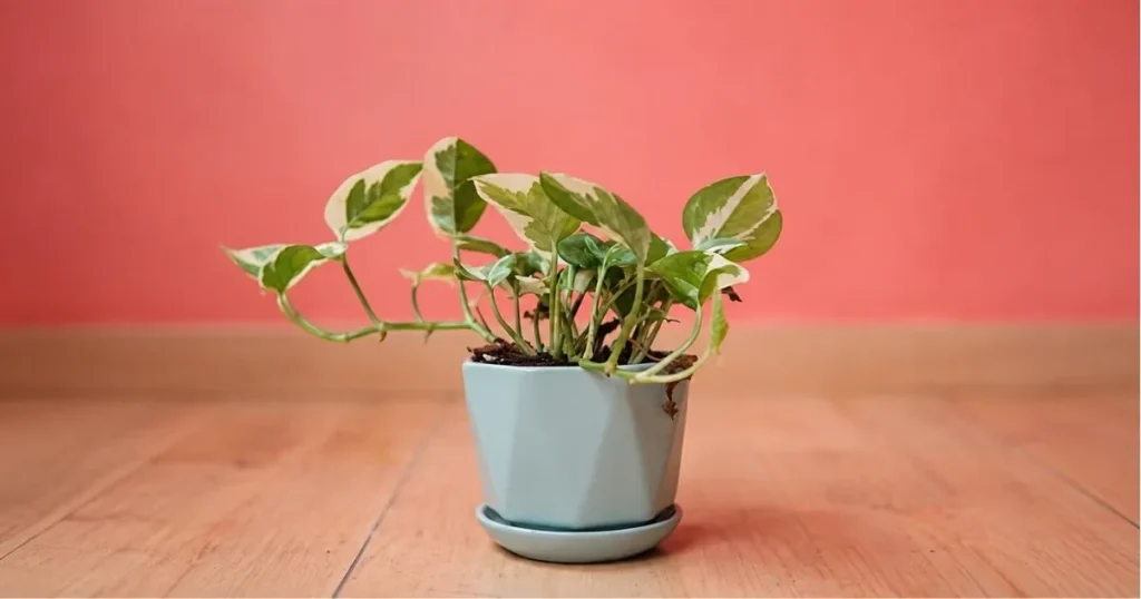 Pothos plant with long vines and sparse leaves