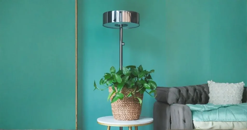 Pothos plant growing under a grow light indoors