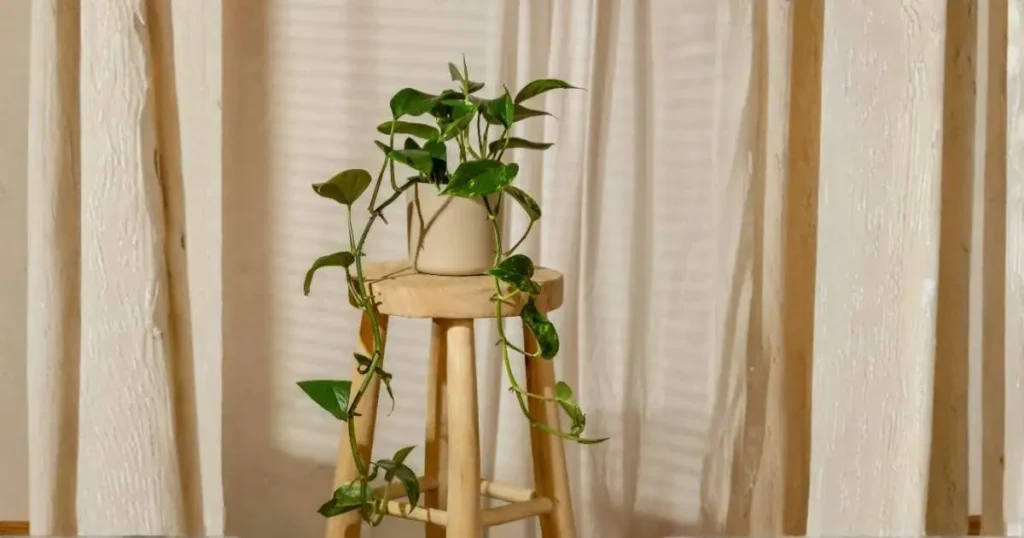 Pothos plant light requirement near a curtained window