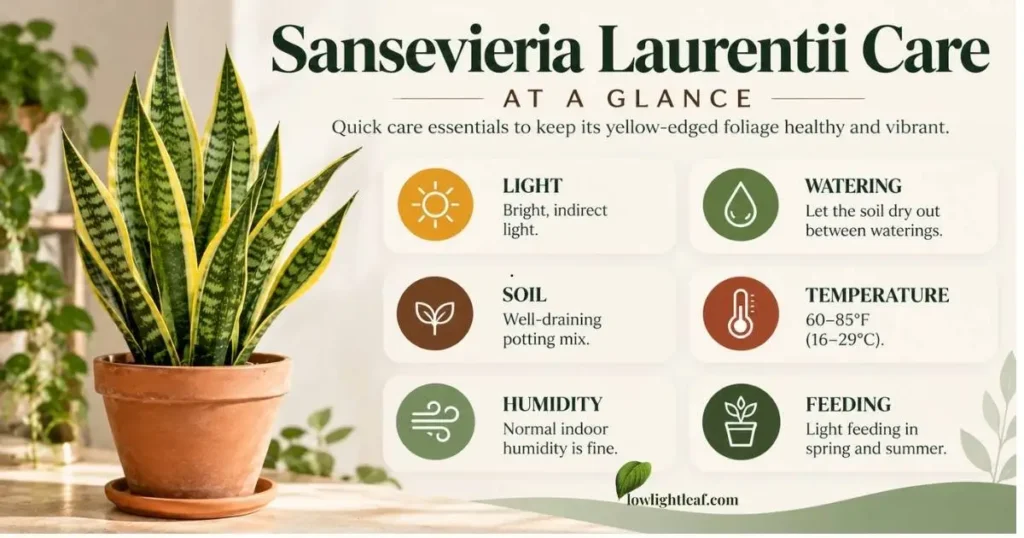 Sansevieria Laurentii care at a glance for light, watering, soil, temperature, humidity, and feeding