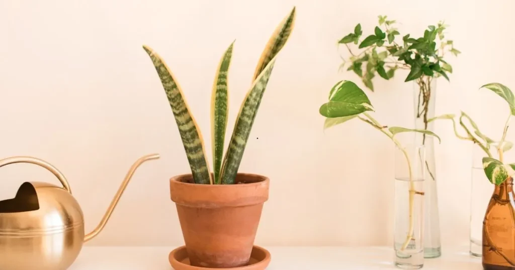Sansevieria Laurentii growing indoors in a terracotta pot