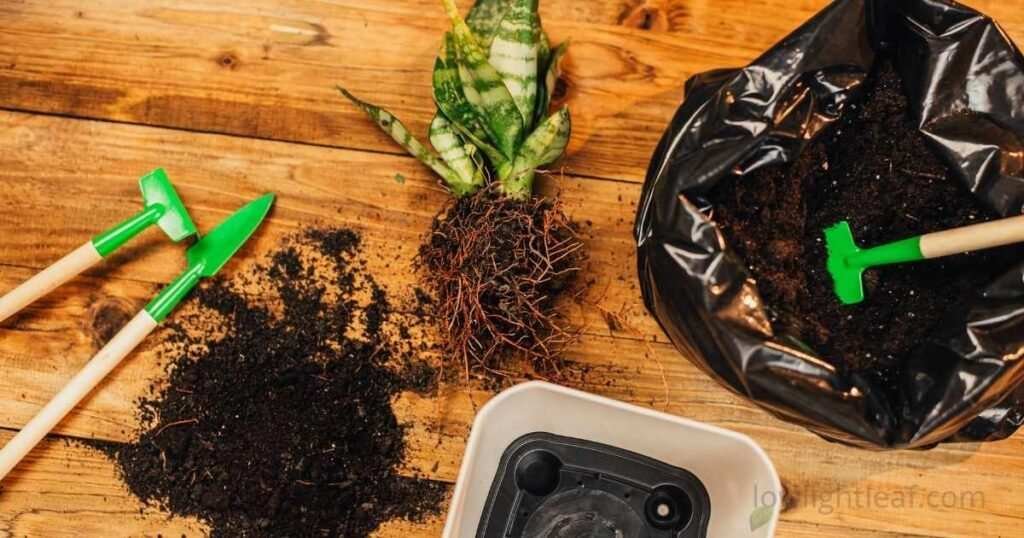 Essential tools, fresh soil, and a snake plant prepared for repotting