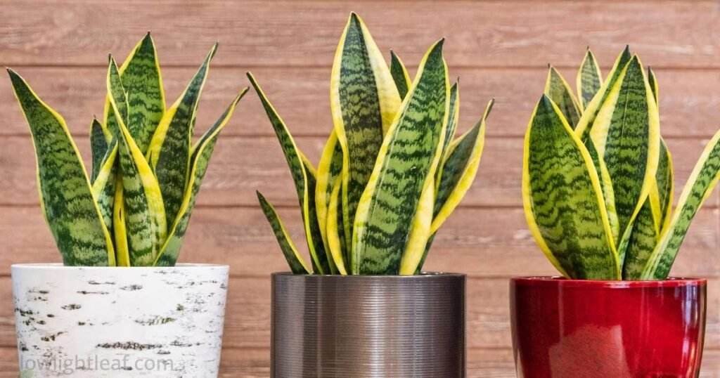 Variegated snake plant (Dracaena trifasciata ‘Laurentii’) with upright green leaves and yellow edges in decorative pots
