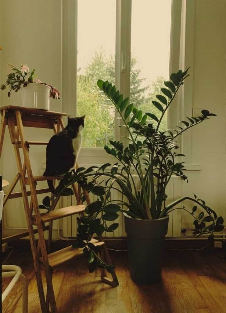Large Zee Zee plant growing beside a window with a cat sitting on a wooden ladder indoors