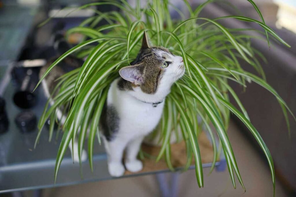 Are Spider Plants Toxic to Cats