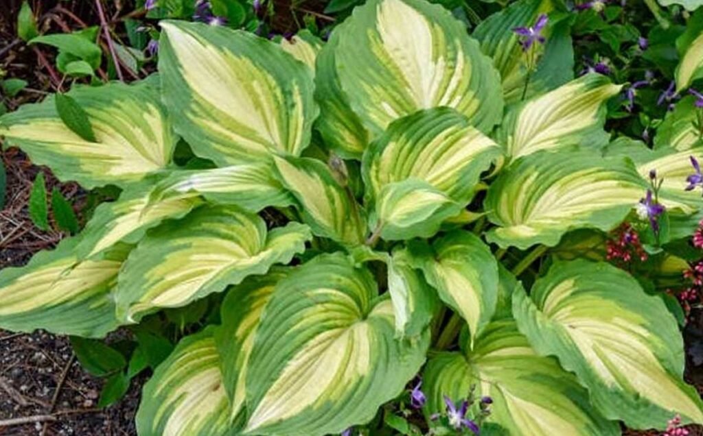Best Hostas for Shade
