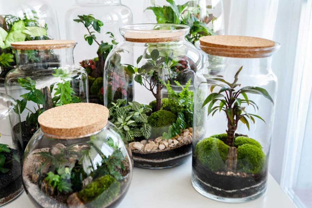 Closed Terrarium Plant