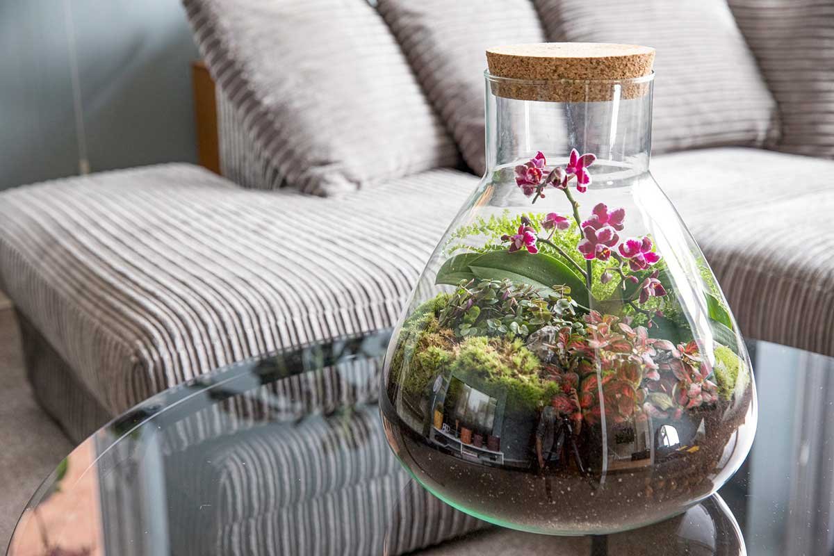Closed terrarium plants that suit a sealed jar