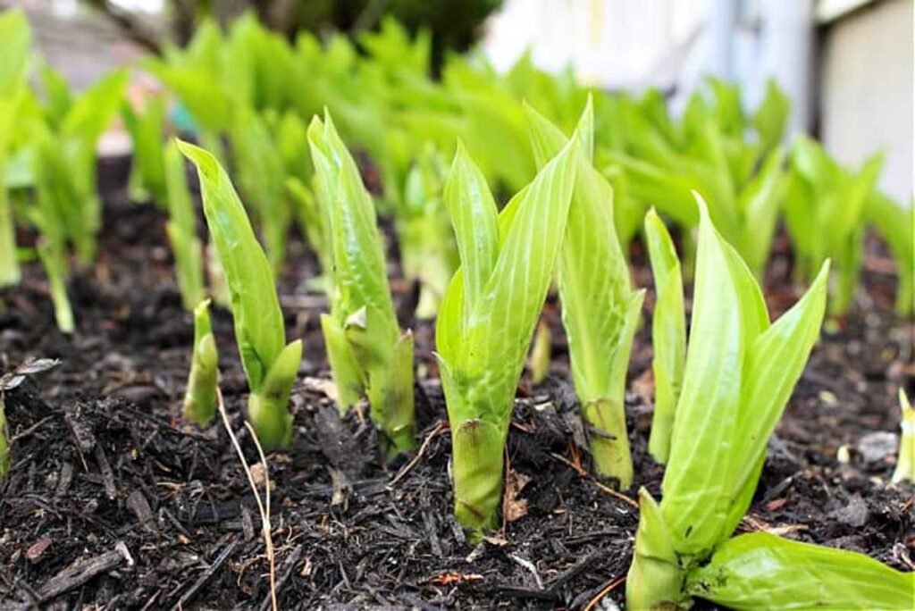 Divide Hostas