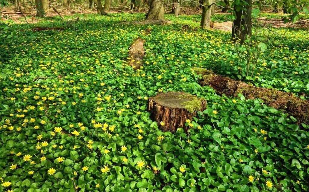 Ground Cover for Shade