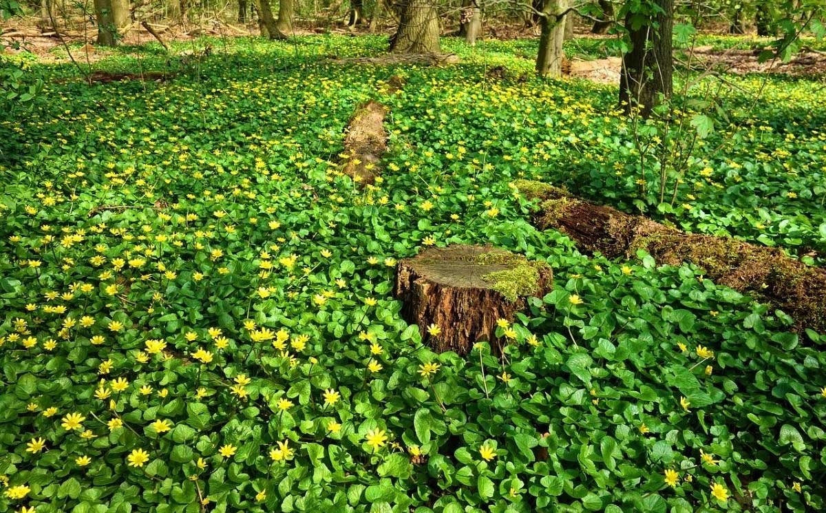 Ground Cover for Shade