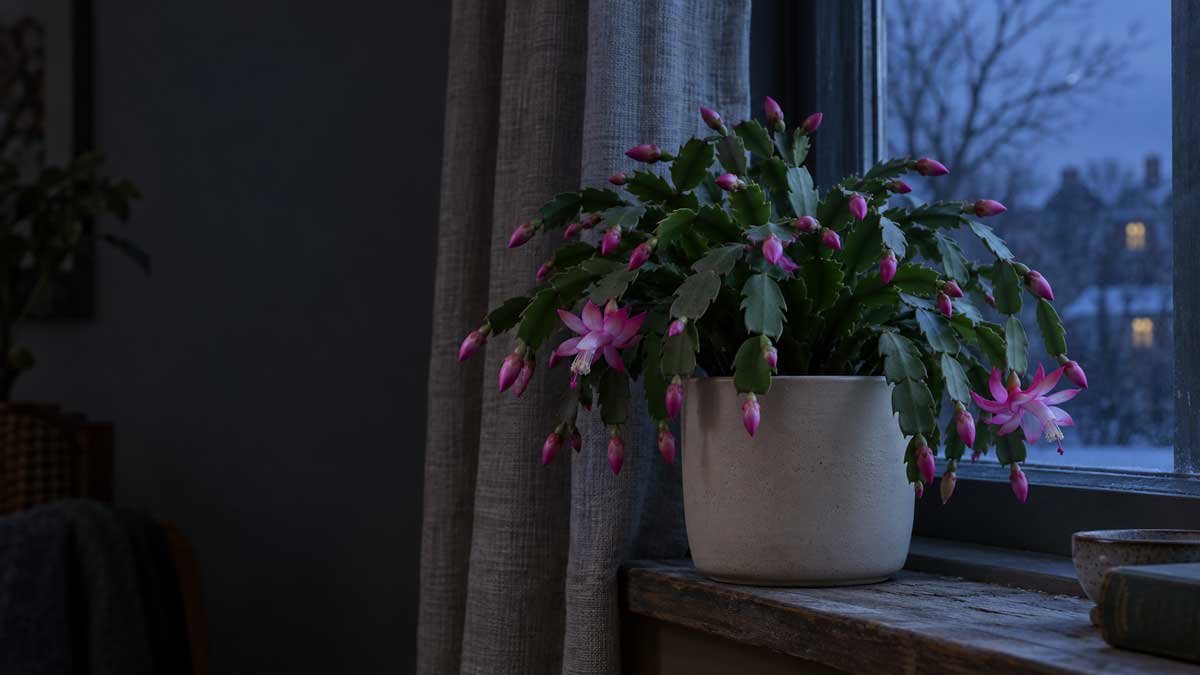How to Get Christmas Cactus to Bloom