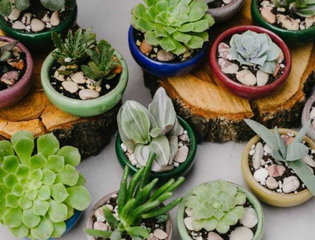 Low Light Succulents