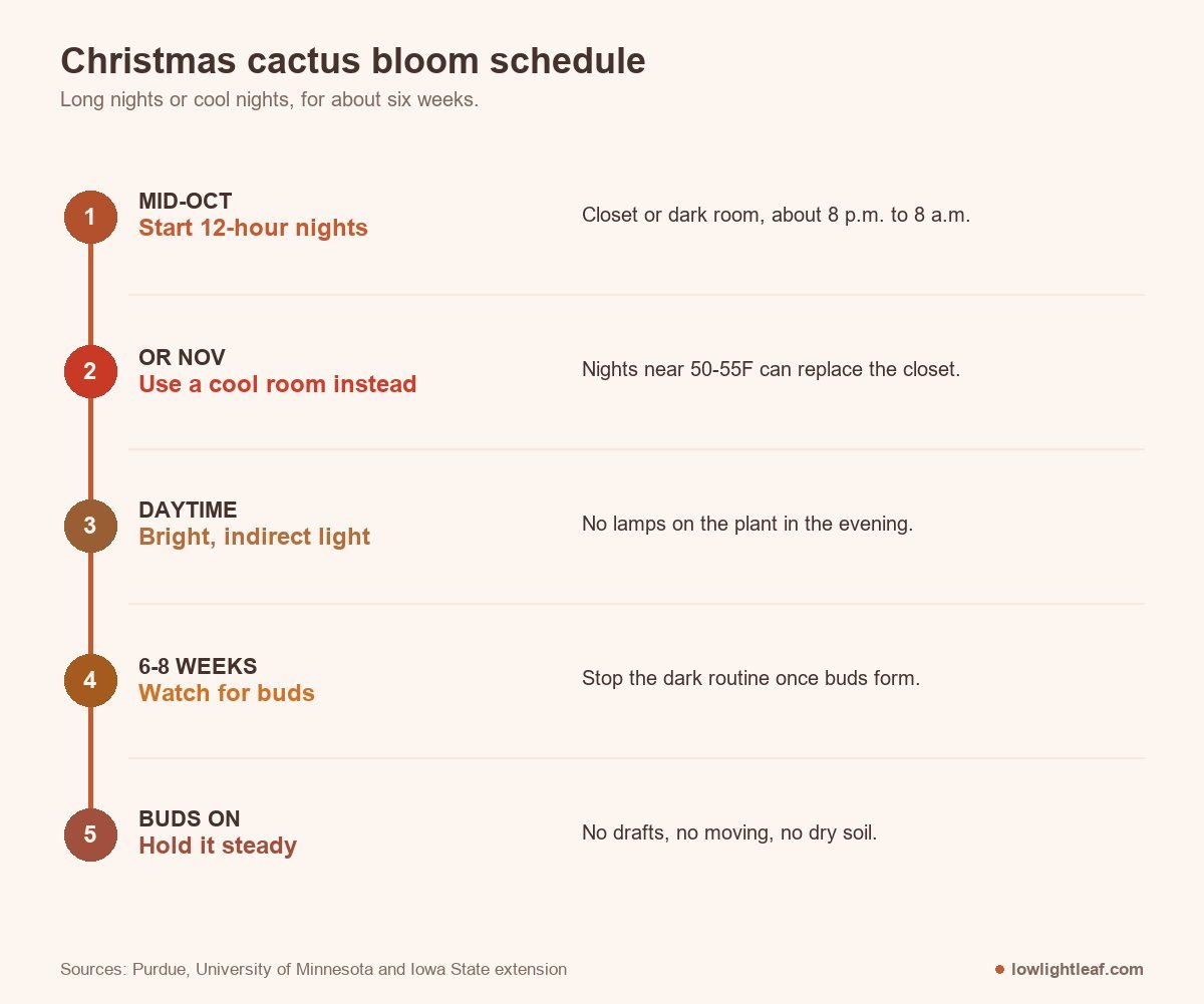 How to get Christmas cactus to bloom: start 12-hour nights in mid-October or use a cool room, bright days, no evening lamps, stop once buds form