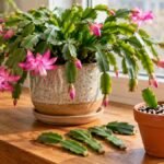 Flowering Christmas cactus with fresh segmented cuttings and a propagation pot