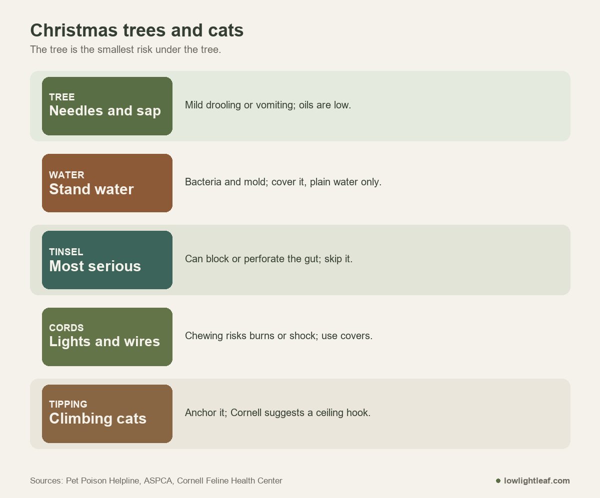 Are Christmas trees toxic to cats: needles and sap are mild, stand water grows bacteria, tinsel is most serious, cords risk burns, anchor the tree