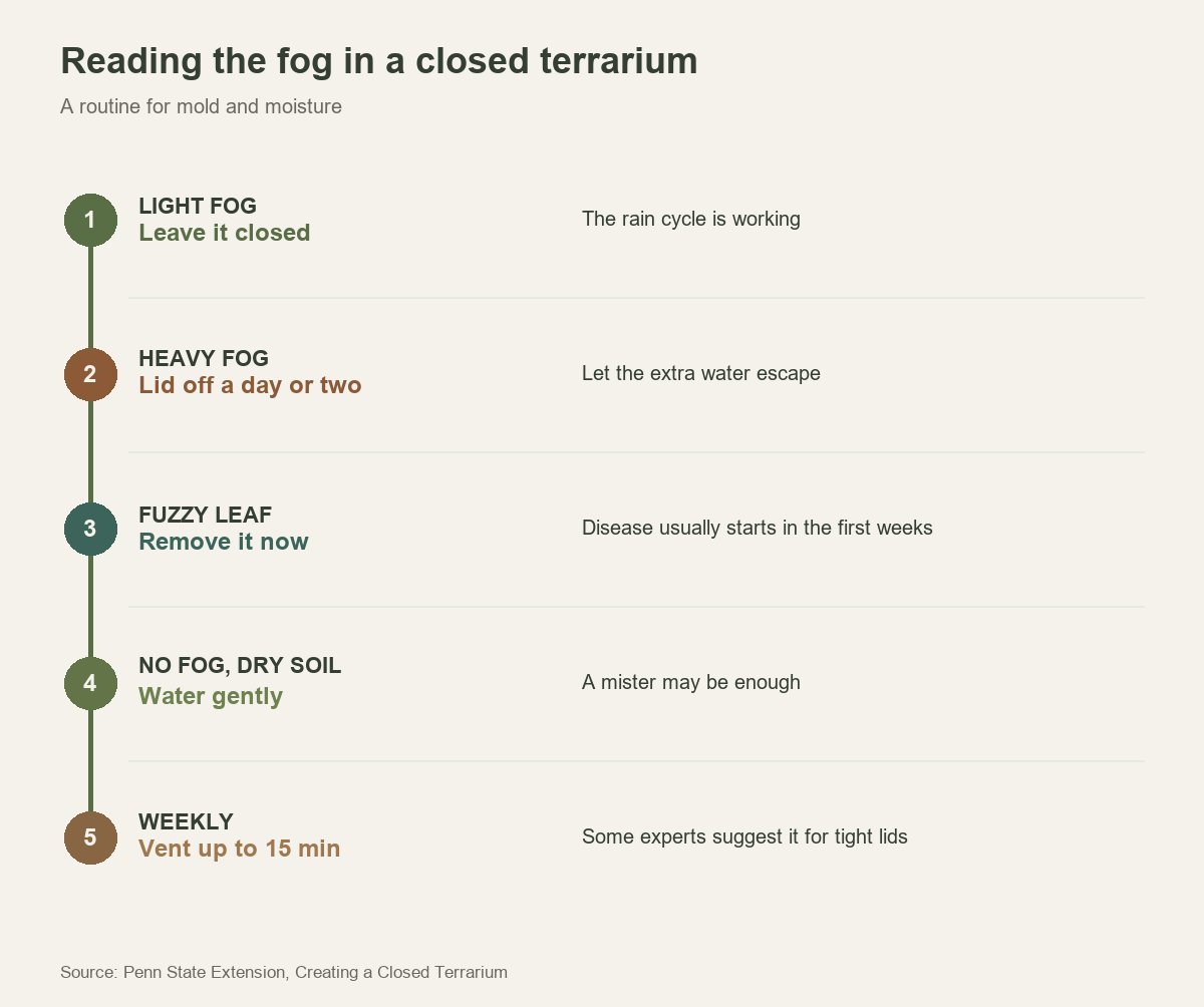 Routine for reading condensation and stopping mold in a closed terrarium, from light fog to weekly venting