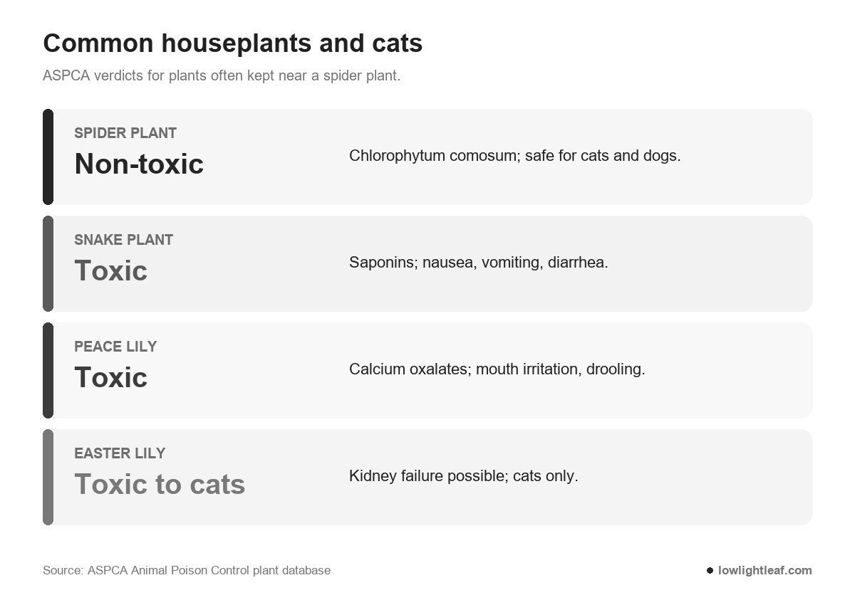 Are spider plants toxic to cats compared with snake plant, peace lily and Easter lily, by ASPCA verdict