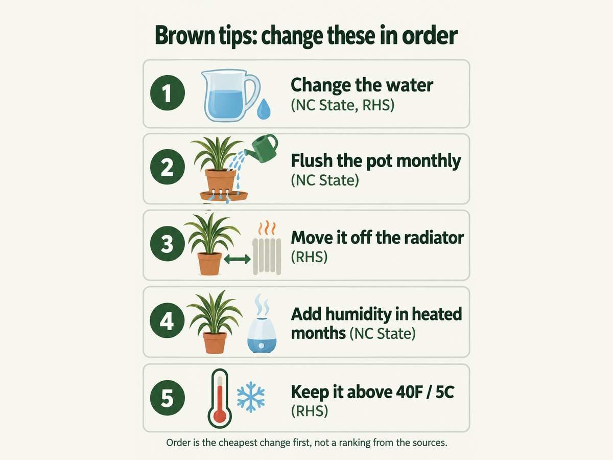 Checklist of five changes for brown dracaena tips: change the water, flush the pot monthly, move it off the radiator, add humidity in winter and keep it above 40 degrees Fahrenheit