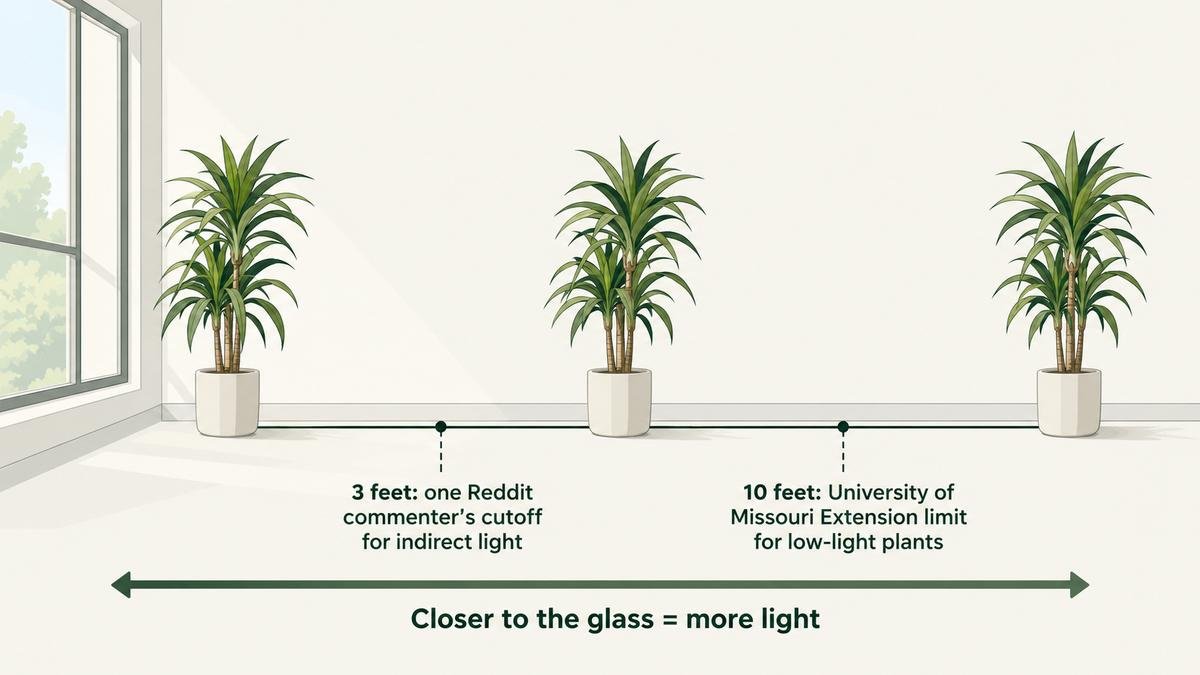 Diagram of a window with a dracaena at 3 feet and 10 feet, marking the Reddit commenter's 3-foot cutoff and the University of Missouri Extension 10-foot limit for low-light plants