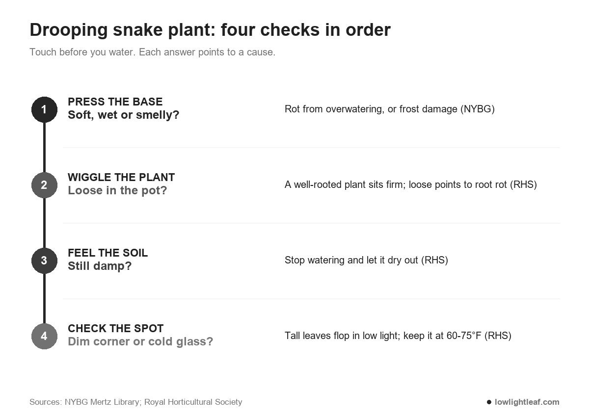 Drooping snake plant: four checks in order, press the base for soft or smelly tissue, wiggle the plant to see if it is loose, feel the soil for damp, check the spot for low light or cold glass