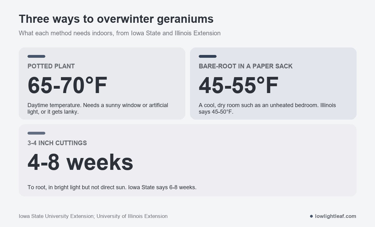 Three ways to overwinter geraniums: potted plants at 65 to 70°F days need a sunny window or artificial light, bare-root plants in a paper sack need a cool dry room at 45 to 55°F, and 3 to 4 inch cuttings root in 4 to 8 weeks in bright indirect light