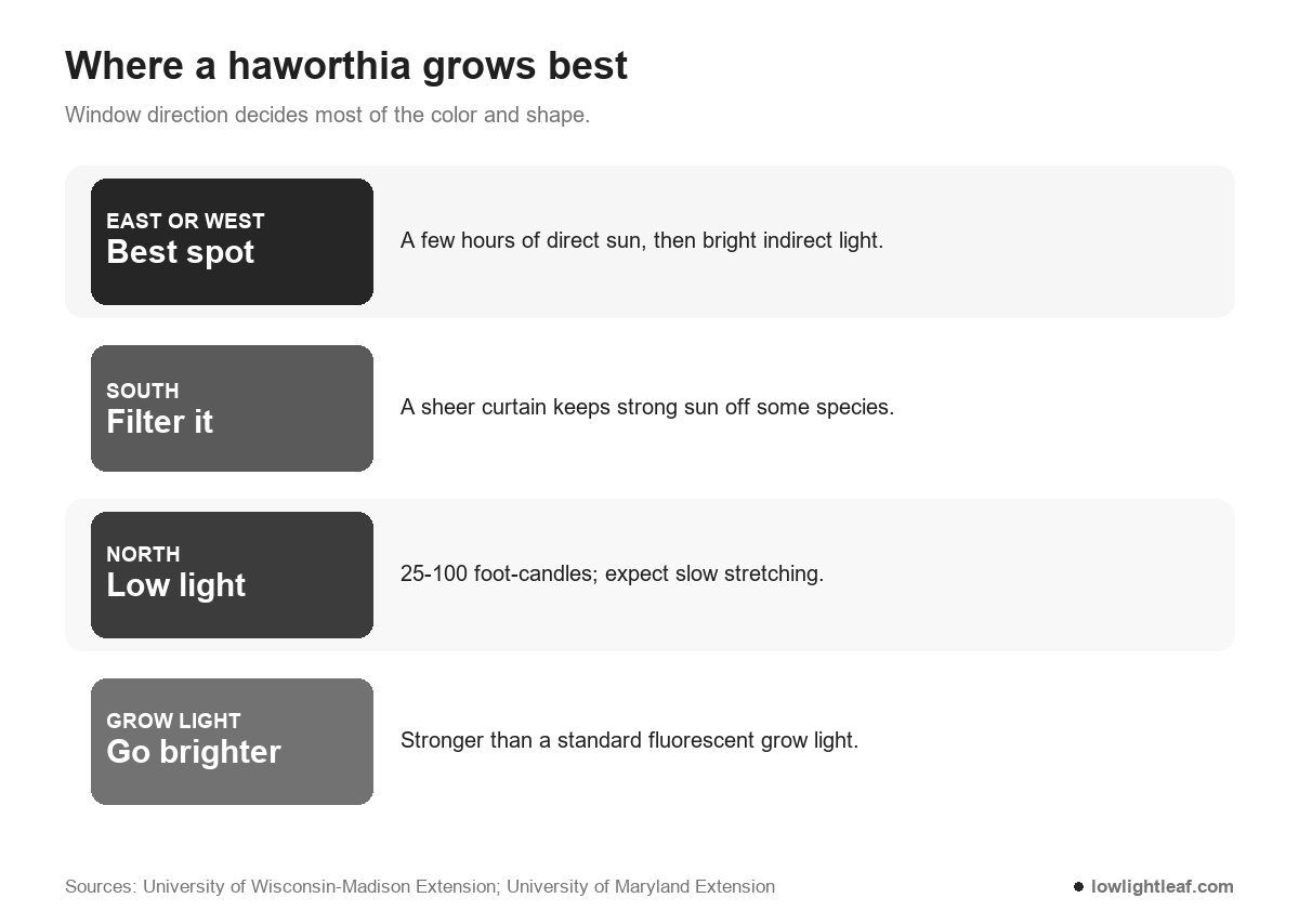 Haworthia care by window direction: east or west is best, south needs filtering, north is low light, grow lights should be strong