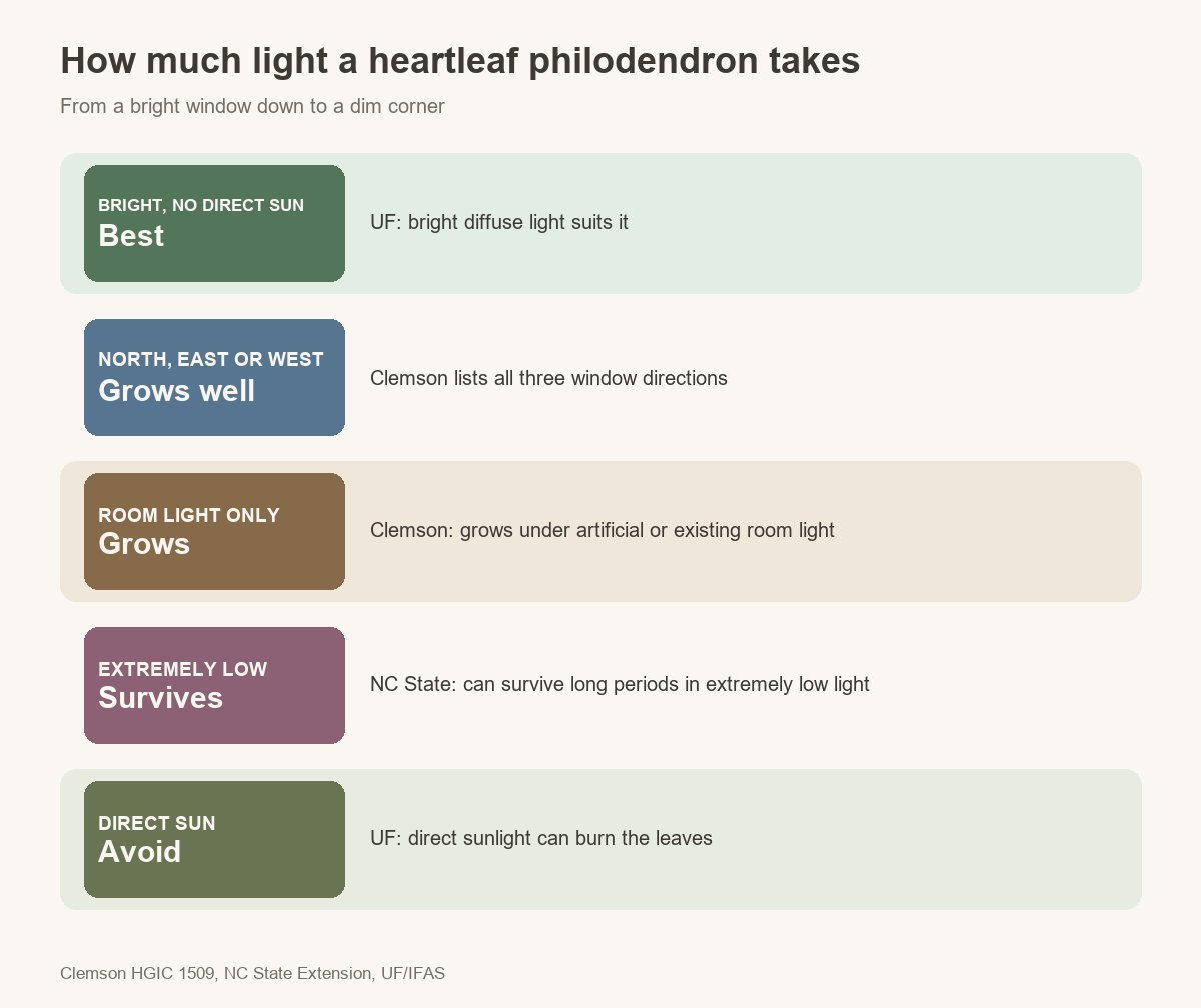 Heartleaf philodendron light: bright indirect light is best, north, east or west windows grow well, room light grows, extremely low light is survivable, direct sun should be avoided